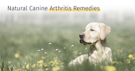 FREE Guide: Understand Dog Arthritis | Diagnose, Manage and Treatment