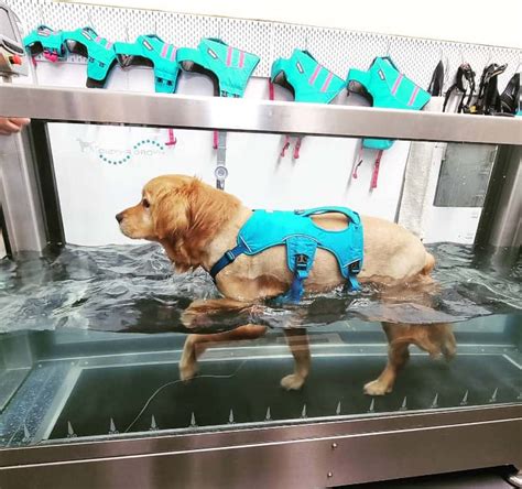 Illawarra dogs reaping the benefits of canine hydrotherapy | The List, Illawarra