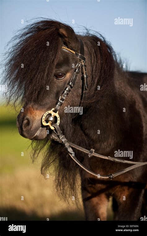 Mini shetland pony hi-res stock photography and images - Alamy