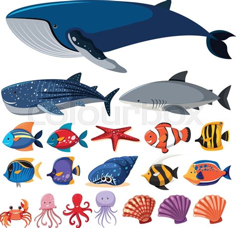 Different types of sea creatures on ... | Stock vector | Colourbox