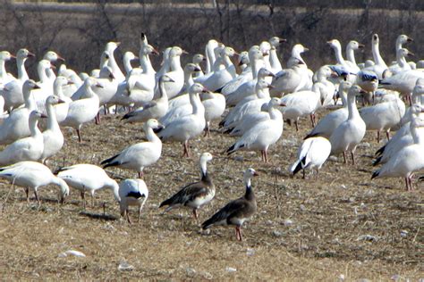 Snow Goose Spread Strategy - Wildfowl