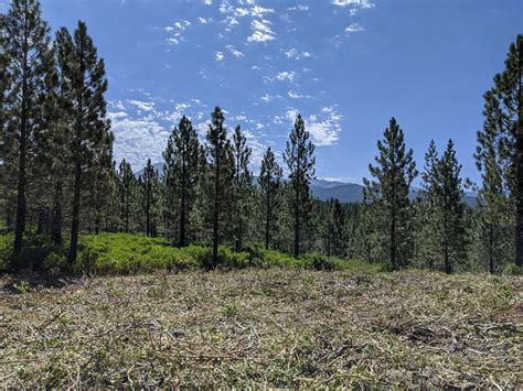 Forest Health Program — California Climate Investments