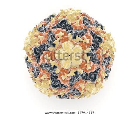 Illustration Showing Structure Rhinovirus Which Member Stock ...