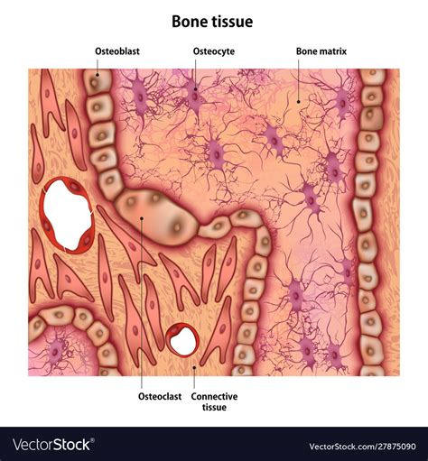 Bone tissue with name and description all Vector Image