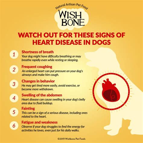 Watch Out for These Signs of Heart Disease in Dogs - Wishbone