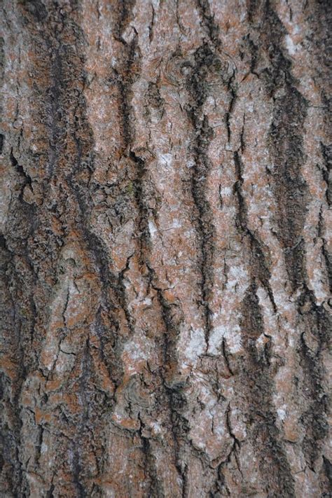 Tree Bark. Aspen Tree. Testure. Picture Stock Image - Image of testure, tree: 137105015