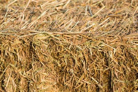 Rice Straw Bales on Rice Field and Farmer Working,natural Design Stock Photo - Image of abstract ...