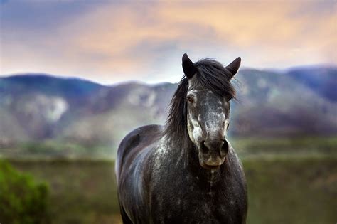 Probiotics for Horses: How Do You Choose the Right One? - BioStar US