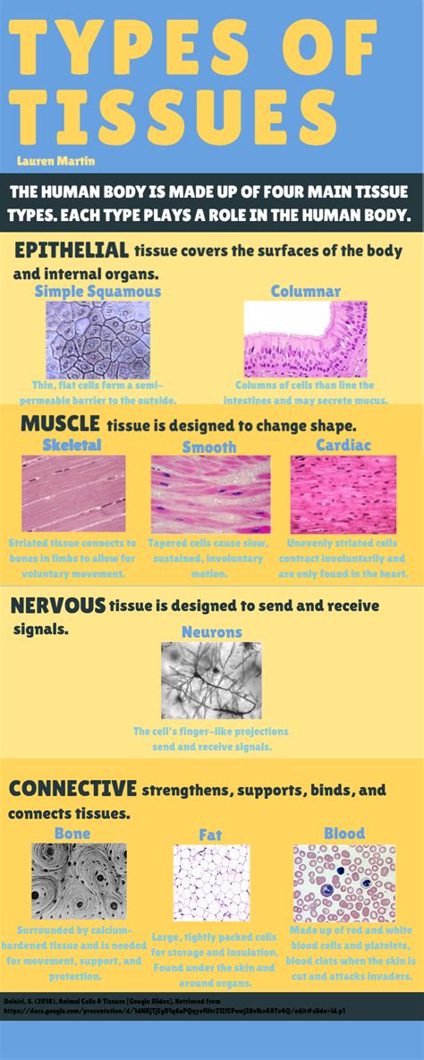 Types of Tissues | Tissue types, Tissue biology, Study biology