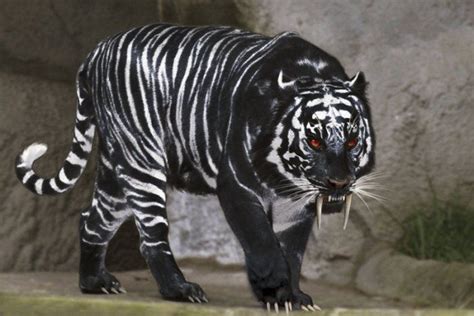 Black Tigers – Best Download 2 Unusual Animals, Majestic Animals, Rare ...