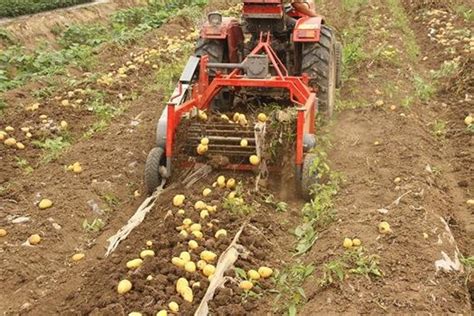 Potato Harvester Machine