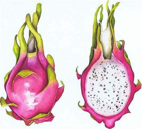 dragon fruit drawing - Google Search | Fruit art drawings, Fruit painting, Dragon fruit drawing