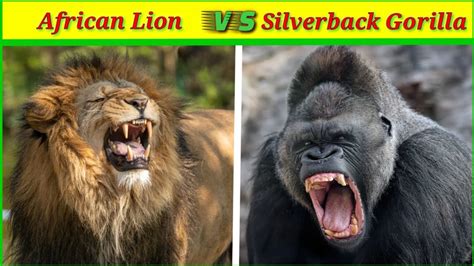African lion vs silverback gorilla which is stronger?/lion vs gorilla who will win?/A.K ...