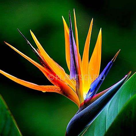 Bird of Paradise Plant online India at low price on plantsguru.com