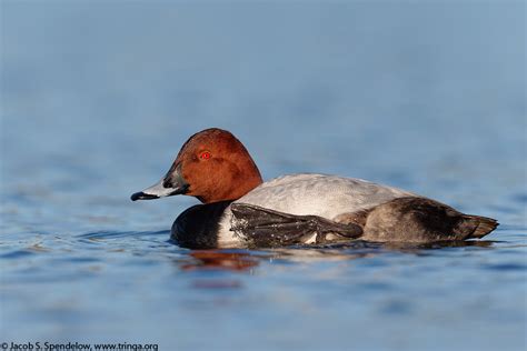 Common Pochard 2