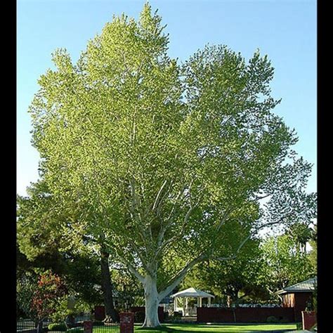 London Plane Tree | Star Nursery Garden and Rock Centers