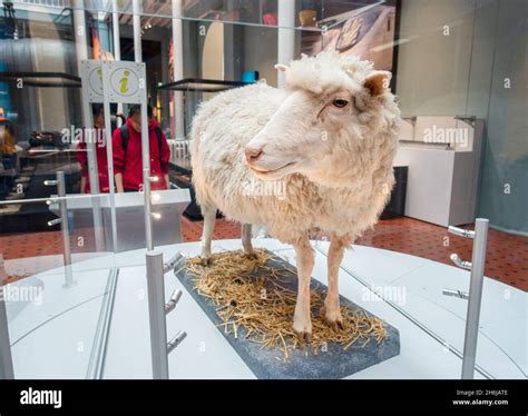 Dolly The Sheep The First Cloned Mammal Exhibit At The National Museum ...