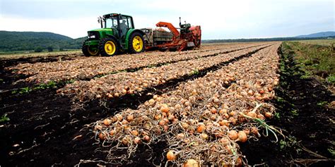 From New York’s Black Dirt, a Glacial Secret Told by Onions - The New York Times