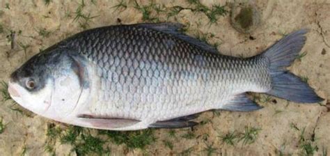 Catla Fish at Rs 180/kg | कतला फिश in Barasat | ID: 24169716797