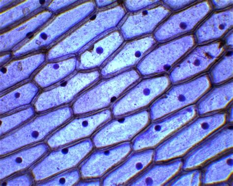 CientíficaMENTE: PRÁCTICAS DE BIOLOGÍA.