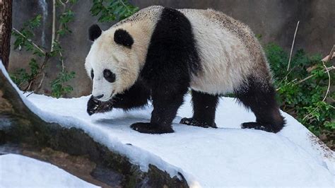 Panda habitat becomes a snow globe at San Diego Zoo