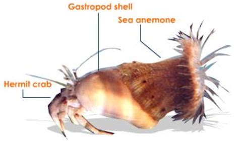 Symbiosis and microbial interactions: mutualism,synergism,commensalism, competition, amensalism ...