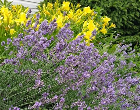 How To Harvest Lavender And 5 Ways To Use It