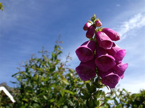 Foxglove in the Garden – Happy Photos