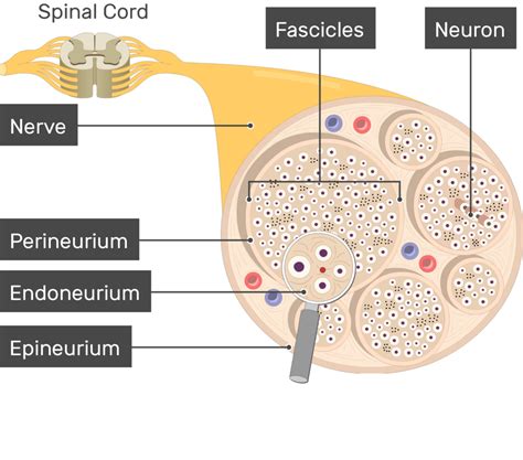 Nerve Structure (Anatomy and diagram) | GetBodySmart