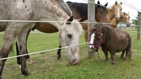 Meet Thumbelina The Smallest Horse That Broke The World Records... (VIDEO) | Cheval, Le zoo, Jument