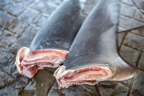 Hong Kong’s sinister trade of shark finning - The Vegan Review