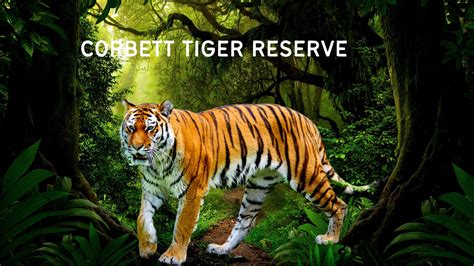 Jim Corbett Safari Booking - Corbett Tiger Reserve by Corbett Tiger ...