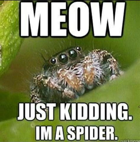 Meow... | Spiders funny, Spider meme, Funny spider pictures