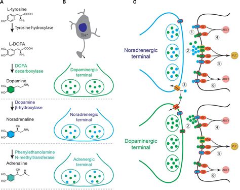 Frontiers | Dopamine and Noradrenaline in the Brain; Overlapping or Dissociate Functions?