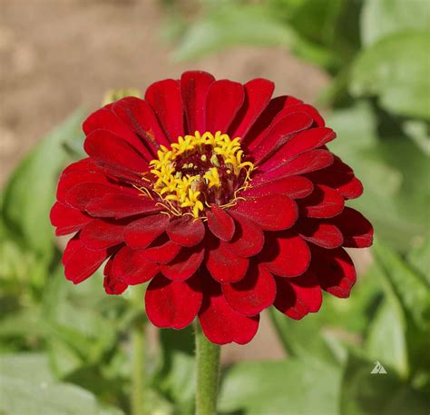 Zinnia 'Meteor' - Applewood Seed Company