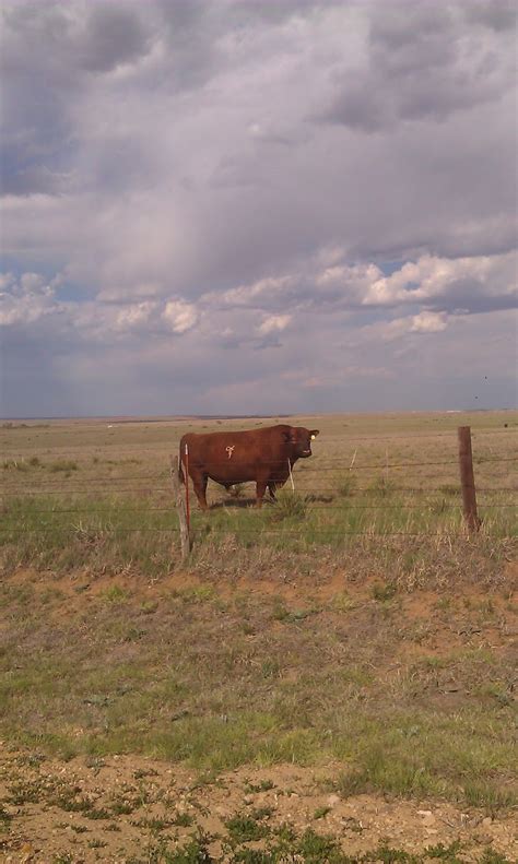 Cowgirl's Country Life: Black Angus vs Red Angus