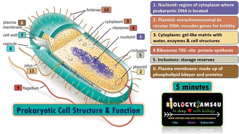 Prokaryotic Cell Structure and Function in 5 minutes ||Biologyexams4u ...