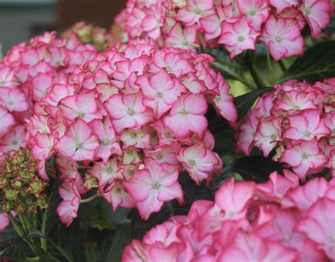 8 Prettiest Pink Hydrangea Varieties for Your Yard - Birds and Blooms