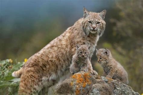 Baby Bobcat: Facts, What They’re Called, & Pictures