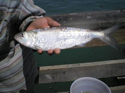 Capitola Wharf - Pier Fishing in California