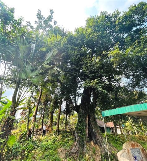 700-year-old gold apple tree recognized as heritage tree – Best Super Car