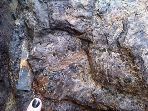 Can you identify these plant fossils? | ResearchGate