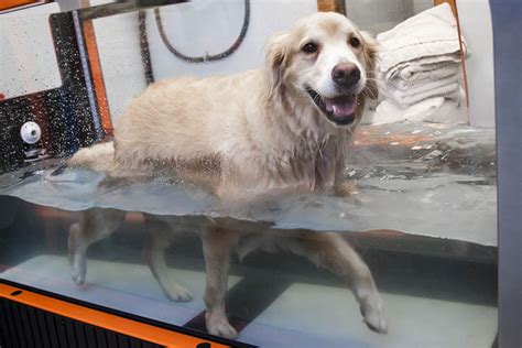 17 Reasons to Use Dog Treadmill √ 11 DIY Homemade Treadmills for Dog ...