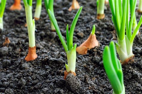 Growing Onions - How To Plant, Maintain and Harvest Onions