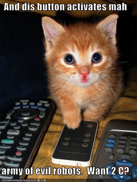 Funny kitten pics with captions