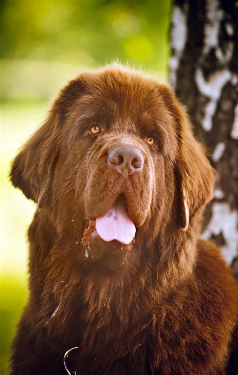 All About The Brown Newfoundland Dog - My Brown Newfies