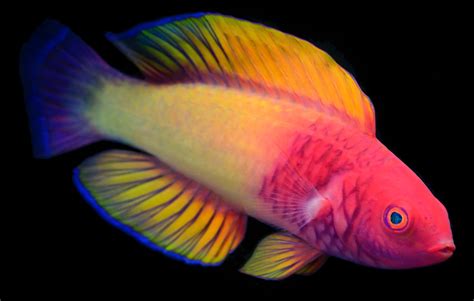 Scientists Discover a New Psychedelic Fish Species with Brilliant ...