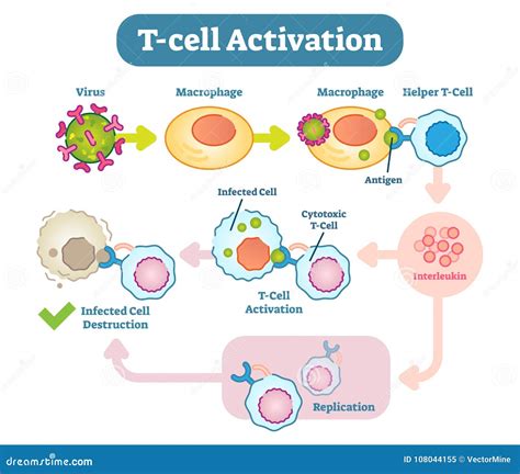 T-Cell Activation Diagram, Vector Scheme Illustration. Stock Vector ...