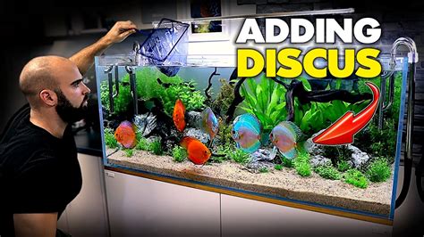 ADDING THE DISCUS!! Planted Discus Aquarium Build (EP4) | MD Fish Tanks ...