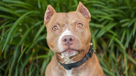 The True Purpose of Ear Cropping In Pitbulls and Its Pros and Cons - The Pet Town